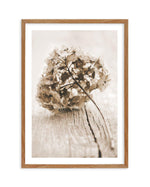 Vintage hydrangea Art Print-PRINT-Olive et Oriel-Olive et Oriel-Buy-Australian-Art-Prints-Online-with-Olive-et-Oriel-Your-Artwork-Specialists-Austrailia-Decorate-With-Coastal-Photo-Wall-Art-Prints-From-Our-Beach-House-Artwork-Collection-Fine-Poster-and-Framed-Artwork