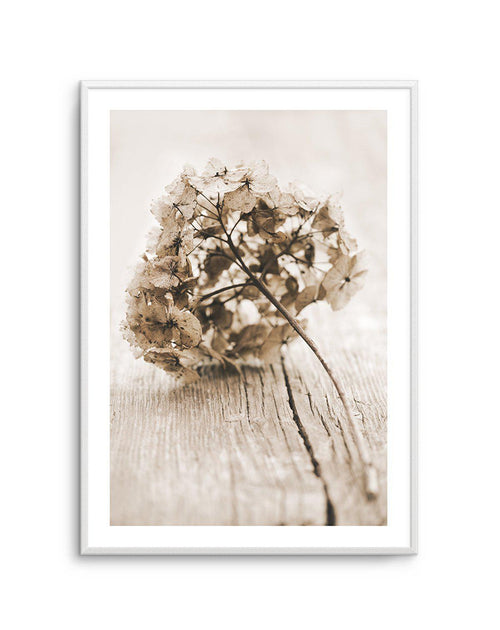 Vintage hydrangea Art Print-PRINT-Olive et Oriel-Olive et Oriel-A5 | 5.8" x 8.3" | 14.8 x 21cm-Unframed Art Print-With White Border-Buy-Australian-Art-Prints-Online-with-Olive-et-Oriel-Your-Artwork-Specialists-Austrailia-Decorate-With-Coastal-Photo-Wall-Art-Prints-From-Our-Beach-House-Artwork-Collection-Fine-Poster-and-Framed-Artwork