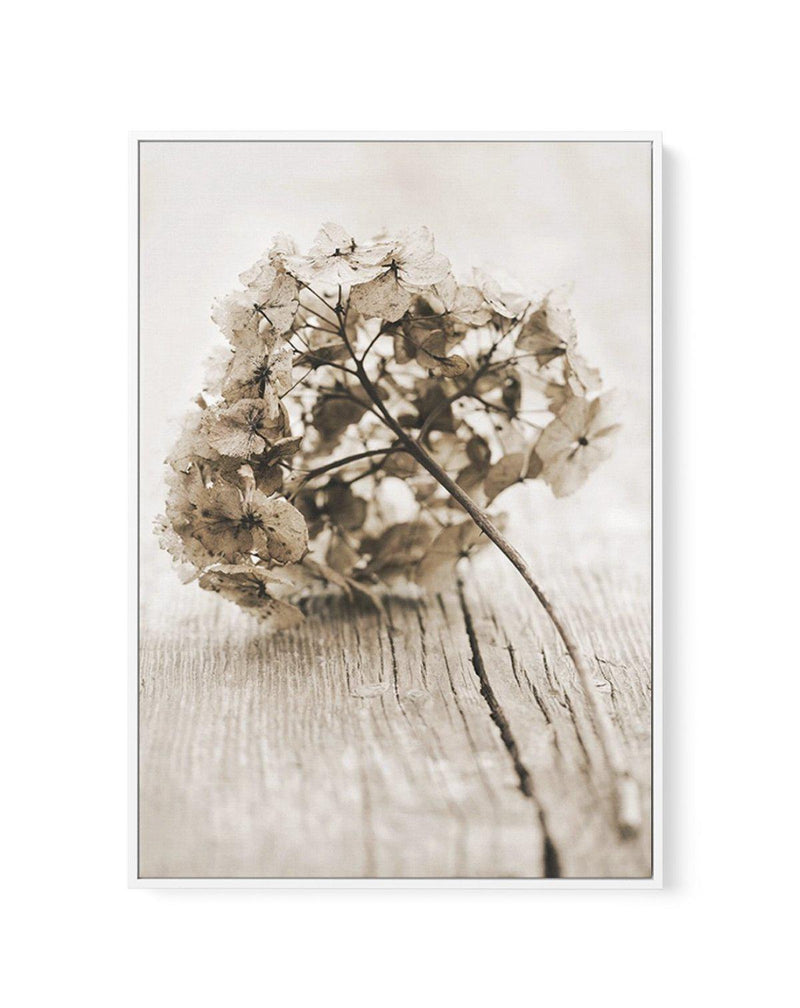 Vintage hydrangea | Framed Canvas-CANVAS-You can shop wall art online with Olive et Oriel for everything from abstract art to fun kids wall art. Our beautiful modern art prints and canvas art are available from large canvas prints to wall art paintings and our proudly Australian artwork collection offers only the highest quality framed large wall art and canvas art Australia - You can buy fashion photography prints or Hampton print posters and paintings on canvas from Olive et Oriel and have the