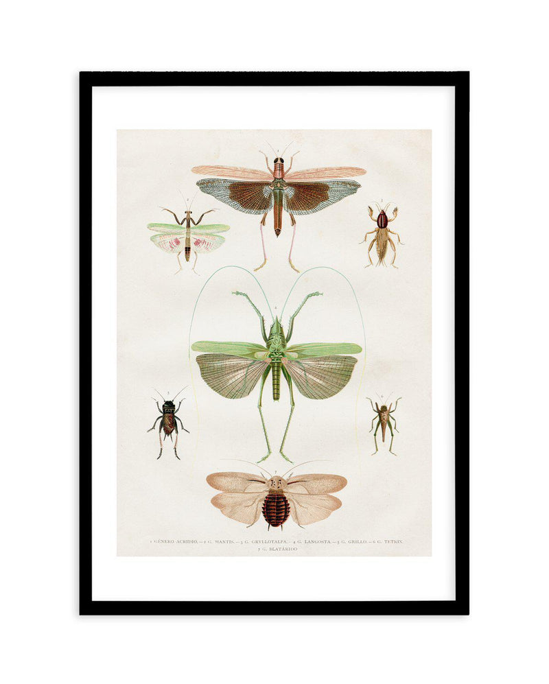 Vintage Insect Chart Art Print-PRINT-Olive et Oriel-Olive et Oriel-A5 | 5.8" x 8.3" | 14.8 x 21cm-Black-With White Border-Buy-Australian-Art-Prints-Online-with-Olive-et-Oriel-Your-Artwork-Specialists-Austrailia-Decorate-With-Coastal-Photo-Wall-Art-Prints-From-Our-Beach-House-Artwork-Collection-Fine-Poster-and-Framed-Artwork