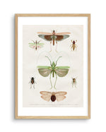 Vintage Insect Chart Art Print-PRINT-Olive et Oriel-Olive et Oriel-A5 | 5.8" x 8.3" | 14.8 x 21cm-Oak-With White Border-Buy-Australian-Art-Prints-Online-with-Olive-et-Oriel-Your-Artwork-Specialists-Austrailia-Decorate-With-Coastal-Photo-Wall-Art-Prints-From-Our-Beach-House-Artwork-Collection-Fine-Poster-and-Framed-Artwork