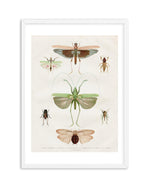 Vintage Insect Chart Art Print-PRINT-Olive et Oriel-Olive et Oriel-A5 | 5.8" x 8.3" | 14.8 x 21cm-White-With White Border-Buy-Australian-Art-Prints-Online-with-Olive-et-Oriel-Your-Artwork-Specialists-Austrailia-Decorate-With-Coastal-Photo-Wall-Art-Prints-From-Our-Beach-House-Artwork-Collection-Fine-Poster-and-Framed-Artwork