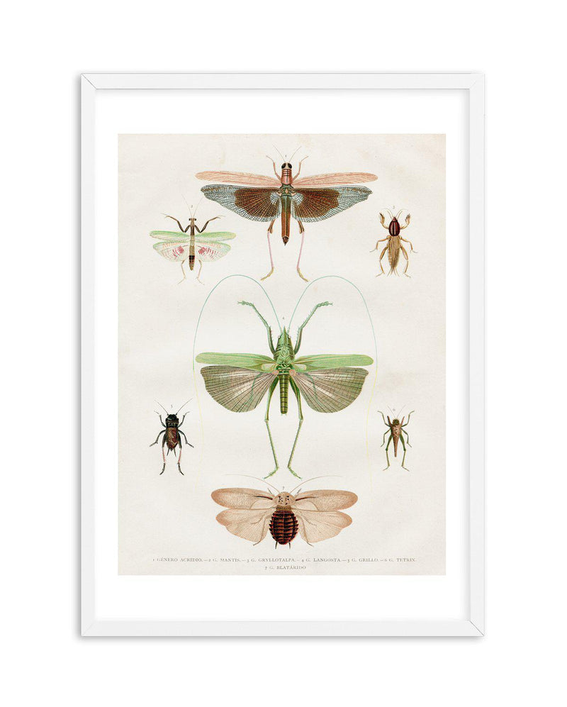 Vintage Insect Chart Art Print-PRINT-Olive et Oriel-Olive et Oriel-A5 | 5.8" x 8.3" | 14.8 x 21cm-White-With White Border-Buy-Australian-Art-Prints-Online-with-Olive-et-Oriel-Your-Artwork-Specialists-Austrailia-Decorate-With-Coastal-Photo-Wall-Art-Prints-From-Our-Beach-House-Artwork-Collection-Fine-Poster-and-Framed-Artwork