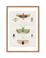 Vintage Insect Chart Art Print-PRINT-Olive et Oriel-Olive et Oriel-50x70 cm | 19.6" x 27.5"-Walnut-With White Border-Buy-Australian-Art-Prints-Online-with-Olive-et-Oriel-Your-Artwork-Specialists-Austrailia-Decorate-With-Coastal-Photo-Wall-Art-Prints-From-Our-Beach-House-Artwork-Collection-Fine-Poster-and-Framed-Artwork