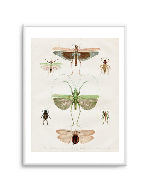 Vintage Insect Chart Art Print-PRINT-Olive et Oriel-Olive et Oriel-A5 | 5.8" x 8.3" | 14.8 x 21cm-Unframed Art Print-With White Border-Buy-Australian-Art-Prints-Online-with-Olive-et-Oriel-Your-Artwork-Specialists-Austrailia-Decorate-With-Coastal-Photo-Wall-Art-Prints-From-Our-Beach-House-Artwork-Collection-Fine-Poster-and-Framed-Artwork