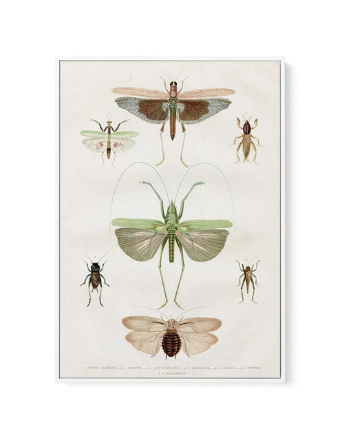 Vintage Insect Chart | Framed Canvas-CANVAS-You can shop wall art online with Olive et Oriel for everything from abstract art to fun kids wall art. Our beautiful modern art prints and canvas art are available from large canvas prints to wall art paintings and our proudly Australian artwork collection offers only the highest quality framed large wall art and canvas art Australia - You can buy fashion photography prints or Hampton print posters and paintings on canvas from Olive et Oriel and have 