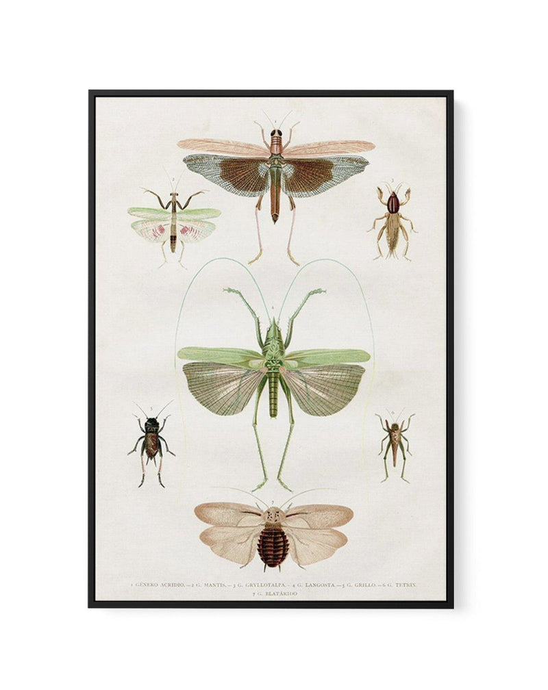 Vintage Insect Chart | Framed Canvas-CANVAS-You can shop wall art online with Olive et Oriel for everything from abstract art to fun kids wall art. Our beautiful modern art prints and canvas art are available from large canvas prints to wall art paintings and our proudly Australian artwork collection offers only the highest quality framed large wall art and canvas art Australia - You can buy fashion photography prints or Hampton print posters and paintings on canvas from Olive et Oriel and have 