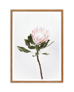 Vintage Protea Art Print-PRINT-Olive et Oriel-Olive et Oriel-50x70 cm | 19.6" x 27.5"-Walnut-With White Border-Buy-Australian-Art-Prints-Online-with-Olive-et-Oriel-Your-Artwork-Specialists-Austrailia-Decorate-With-Coastal-Photo-Wall-Art-Prints-From-Our-Beach-House-Artwork-Collection-Fine-Poster-and-Framed-Artwork