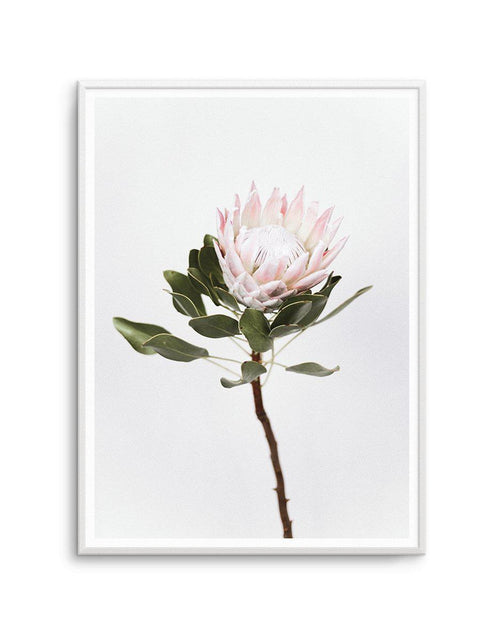 Vintage Protea Art Print-PRINT-Olive et Oriel-Olive et Oriel-A4 | 8.3" x 11.7" | 21 x 29.7cm-Unframed Art Print-With White Border-Buy-Australian-Art-Prints-Online-with-Olive-et-Oriel-Your-Artwork-Specialists-Austrailia-Decorate-With-Coastal-Photo-Wall-Art-Prints-From-Our-Beach-House-Artwork-Collection-Fine-Poster-and-Framed-Artwork