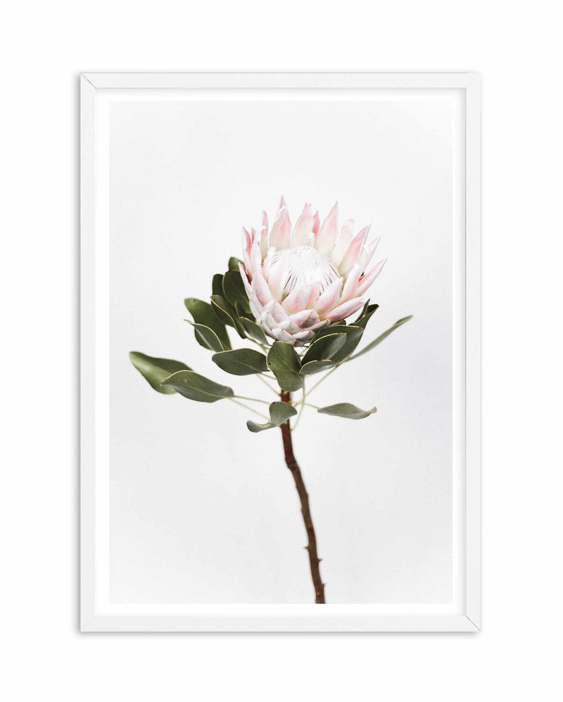 Vintage Protea Art Print-PRINT-Olive et Oriel-Olive et Oriel-A4 | 8.3" x 11.7" | 21 x 29.7cm-White-With White Border-Buy-Australian-Art-Prints-Online-with-Olive-et-Oriel-Your-Artwork-Specialists-Austrailia-Decorate-With-Coastal-Photo-Wall-Art-Prints-From-Our-Beach-House-Artwork-Collection-Fine-Poster-and-Framed-Artwork