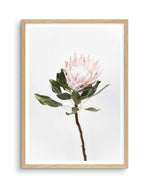 Vintage Protea Art Print-PRINT-Olive et Oriel-Olive et Oriel-A4 | 8.3" x 11.7" | 21 x 29.7cm-Oak-With White Border-Buy-Australian-Art-Prints-Online-with-Olive-et-Oriel-Your-Artwork-Specialists-Austrailia-Decorate-With-Coastal-Photo-Wall-Art-Prints-From-Our-Beach-House-Artwork-Collection-Fine-Poster-and-Framed-Artwork
