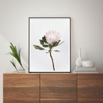 Vintage Protea Art Print-PRINT-Olive et Oriel-Olive et Oriel-Buy-Australian-Art-Prints-Online-with-Olive-et-Oriel-Your-Artwork-Specialists-Austrailia-Decorate-With-Coastal-Photo-Wall-Art-Prints-From-Our-Beach-House-Artwork-Collection-Fine-Poster-and-Framed-Artwork