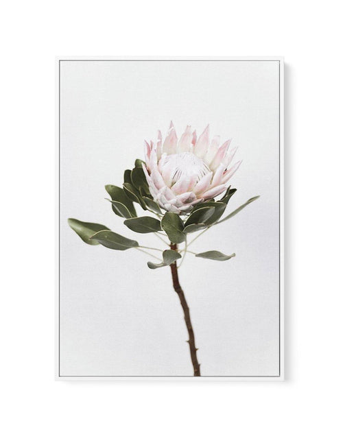 Vintage Protea | Framed Canvas-CANVAS-You can shop wall art online with Olive et Oriel for everything from abstract art to fun kids wall art. Our beautiful modern art prints and canvas art are available from large canvas prints to wall art paintings and our proudly Australian artwork collection offers only the highest quality framed large wall art and canvas art Australia - You can buy fashion photography prints or Hampton print posters and paintings on canvas from Olive et Oriel and have them d