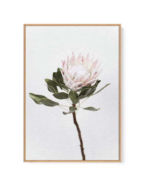 Vintage Protea | Framed Canvas-CANVAS-You can shop wall art online with Olive et Oriel for everything from abstract art to fun kids wall art. Our beautiful modern art prints and canvas art are available from large canvas prints to wall art paintings and our proudly Australian artwork collection offers only the highest quality framed large wall art and canvas art Australia - You can buy fashion photography prints or Hampton print posters and paintings on canvas from Olive et Oriel and have them d