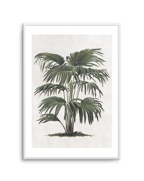 Vintage Tropics II Art Print-PRINT-Olive et Oriel-Olive et Oriel-A5 | 5.8" x 8.3" | 14.8 x 21cm-Unframed Art Print-With White Border-Buy-Australian-Art-Prints-Online-with-Olive-et-Oriel-Your-Artwork-Specialists-Austrailia-Decorate-With-Coastal-Photo-Wall-Art-Prints-From-Our-Beach-House-Artwork-Collection-Fine-Poster-and-Framed-Artwork