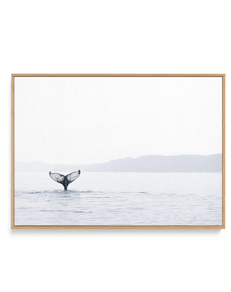 Whale Song | Framed Canvas-CANVAS-You can shop wall art online with Olive et Oriel for everything from abstract art to fun kids wall art. Our beautiful modern art prints and canvas art are available from large canvas prints to wall art paintings and our proudly Australian artwork collection offers only the highest quality framed large wall art and canvas art Australia - You can buy fashion photography prints or Hampton print posters and paintings on canvas from Olive et Oriel and have them deliv