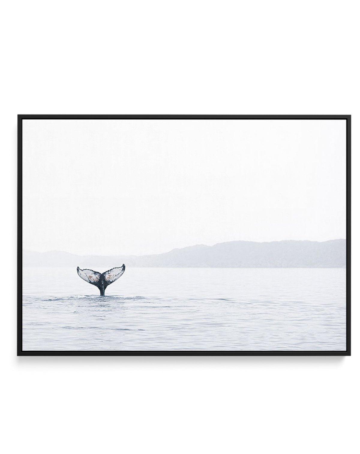 Whale Song | Framed Canvas-CANVAS-You can shop wall art online with Olive et Oriel for everything from abstract art to fun kids wall art. Our beautiful modern art prints and canvas art are available from large canvas prints to wall art paintings and our proudly Australian artwork collection offers only the highest quality framed large wall art and canvas art Australia - You can buy fashion photography prints or Hampton print posters and paintings on canvas from Olive et Oriel and have them deliv