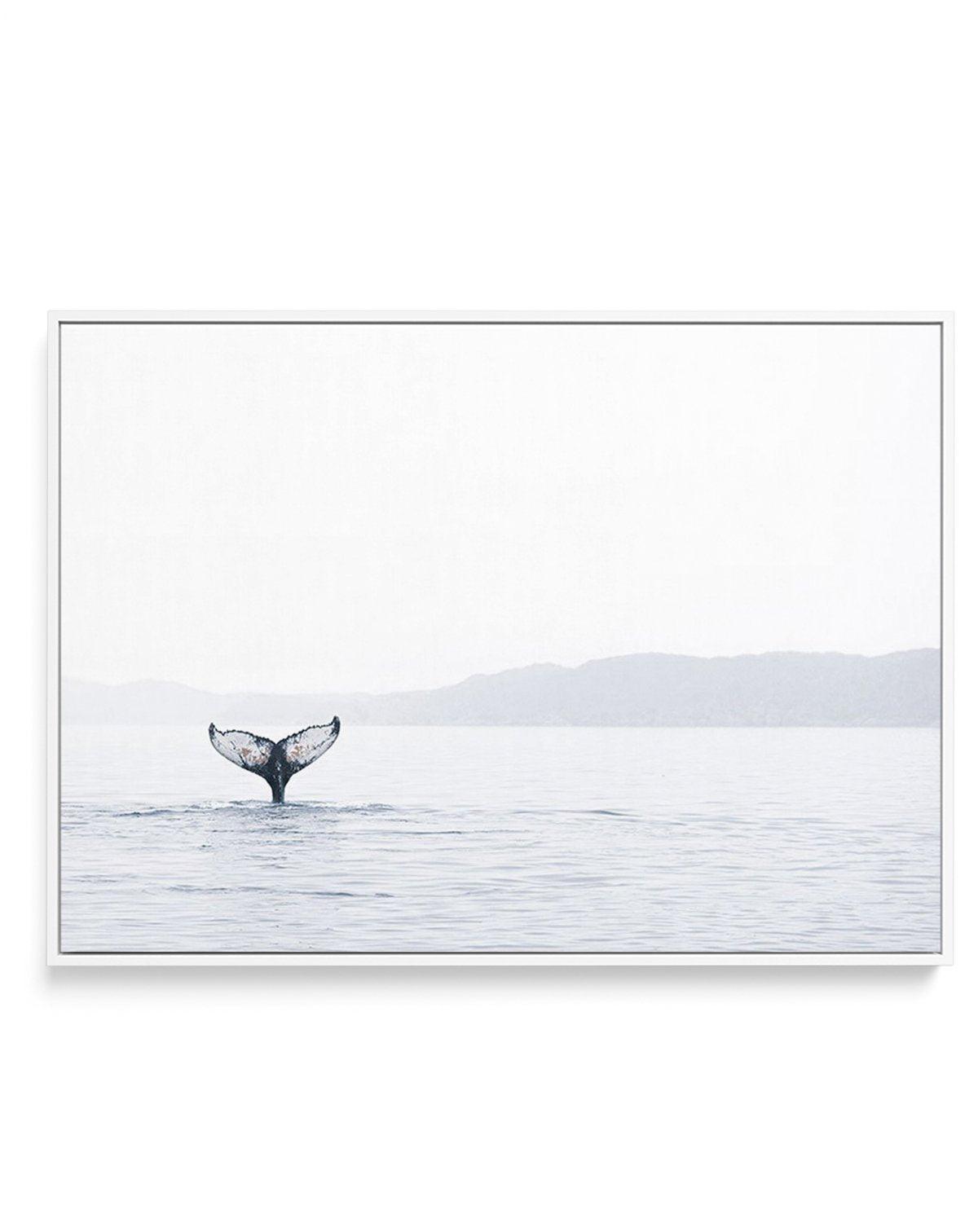 Whale Song | Framed Canvas-CANVAS-You can shop wall art online with Olive et Oriel for everything from abstract art to fun kids wall art. Our beautiful modern art prints and canvas art are available from large canvas prints to wall art paintings and our proudly Australian artwork collection offers only the highest quality framed large wall art and canvas art Australia - You can buy fashion photography prints or Hampton print posters and paintings on canvas from Olive et Oriel and have them deliv