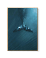 Whale Tail Blue | PT | Framed Canvas-CANVAS-You can shop wall art online with Olive et Oriel for everything from abstract art to fun kids wall art. Our beautiful modern art prints and canvas art are available from large canvas prints to wall art paintings and our proudly Australian artwork collection offers only the highest quality framed large wall art and canvas art Australia - You can buy fashion photography prints or Hampton print posters and paintings on canvas from Olive et Oriel and have 