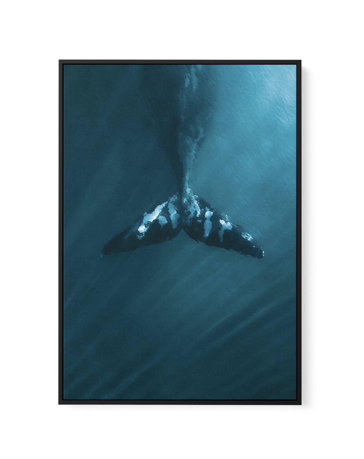 Whale Tail Blue | PT | Framed Canvas-CANVAS-You can shop wall art online with Olive et Oriel for everything from abstract art to fun kids wall art. Our beautiful modern art prints and canvas art are available from large canvas prints to wall art paintings and our proudly Australian artwork collection offers only the highest quality framed large wall art and canvas art Australia - You can buy fashion photography prints or Hampton print posters and paintings on canvas from Olive et Oriel and have 