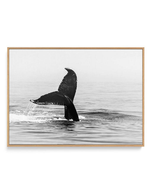Whale Tail B&W | LS | Framed Canvas-CANVAS-You can shop wall art online with Olive et Oriel for everything from abstract art to fun kids wall art. Our beautiful modern art prints and canvas art are available from large canvas prints to wall art paintings and our proudly Australian artwork collection offers only the highest quality framed large wall art and canvas art Australia - You can buy fashion photography prints or Hampton print posters and paintings on canvas from Olive et Oriel and have t