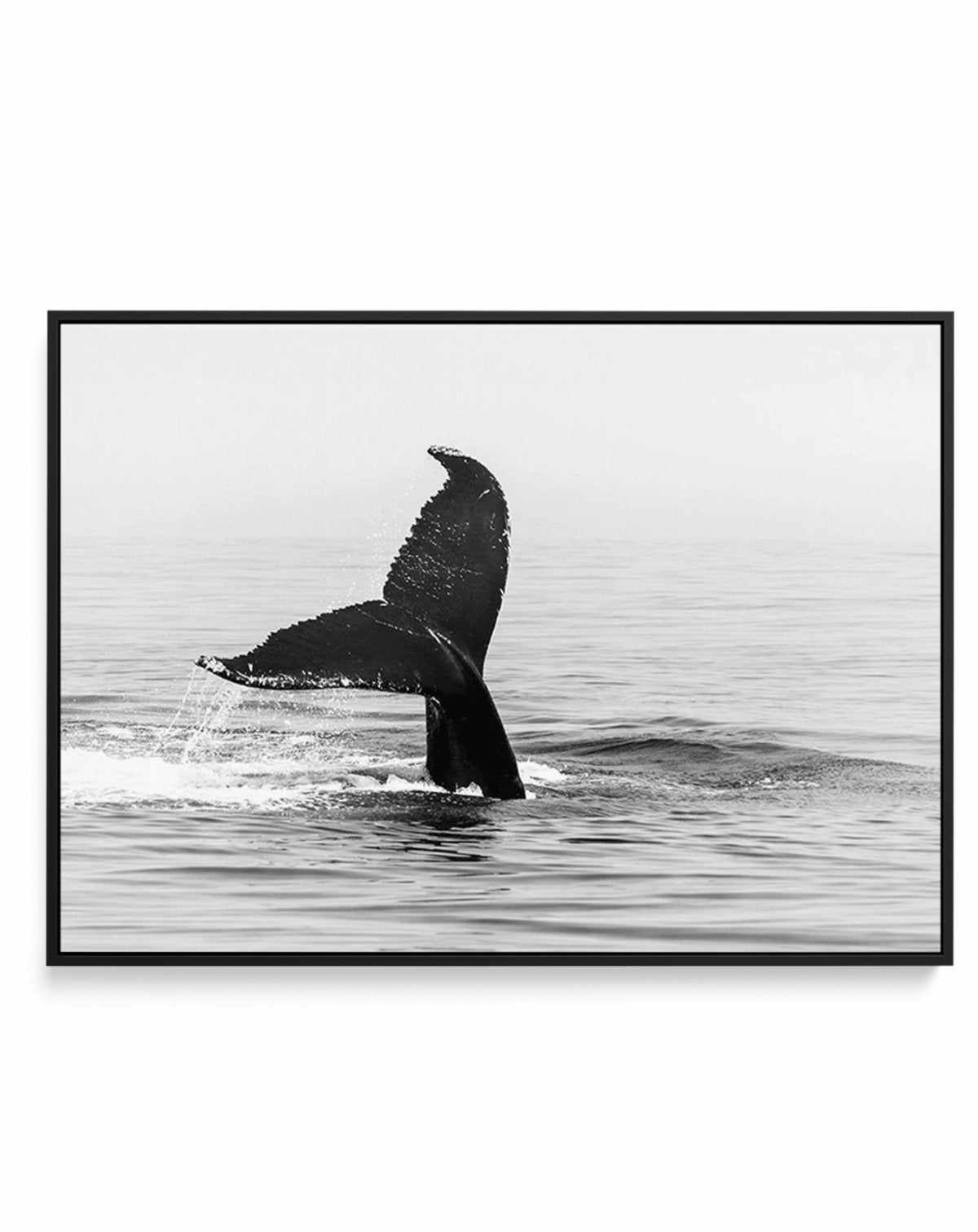 Whale Tail B&W | LS | Framed Canvas-CANVAS-You can shop wall art online with Olive et Oriel for everything from abstract art to fun kids wall art. Our beautiful modern art prints and canvas art are available from large canvas prints to wall art paintings and our proudly Australian artwork collection offers only the highest quality framed large wall art and canvas art Australia - You can buy fashion photography prints or Hampton print posters and paintings on canvas from Olive et Oriel and have t