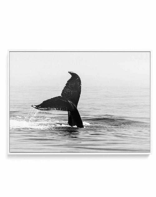 Whale Tail B&W | LS | Framed Canvas-CANVAS-You can shop wall art online with Olive et Oriel for everything from abstract art to fun kids wall art. Our beautiful modern art prints and canvas art are available from large canvas prints to wall art paintings and our proudly Australian artwork collection offers only the highest quality framed large wall art and canvas art Australia - You can buy fashion photography prints or Hampton print posters and paintings on canvas from Olive et Oriel and have t