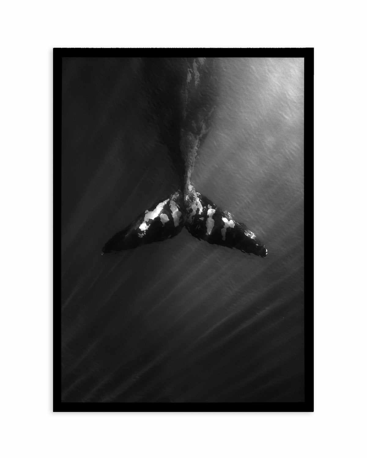 Whale Tail B&W | PT Art Print-PRINT-Olive et Oriel-Olive et Oriel-A5 | 5.8" x 8.3" | 14.8 x 21cm-Black-With White Border-Buy-Australian-Art-Prints-Online-with-Olive-et-Oriel-Your-Artwork-Specialists-Austrailia-Decorate-With-Coastal-Photo-Wall-Art-Prints-From-Our-Beach-House-Artwork-Collection-Fine-Poster-and-Framed-Artwork