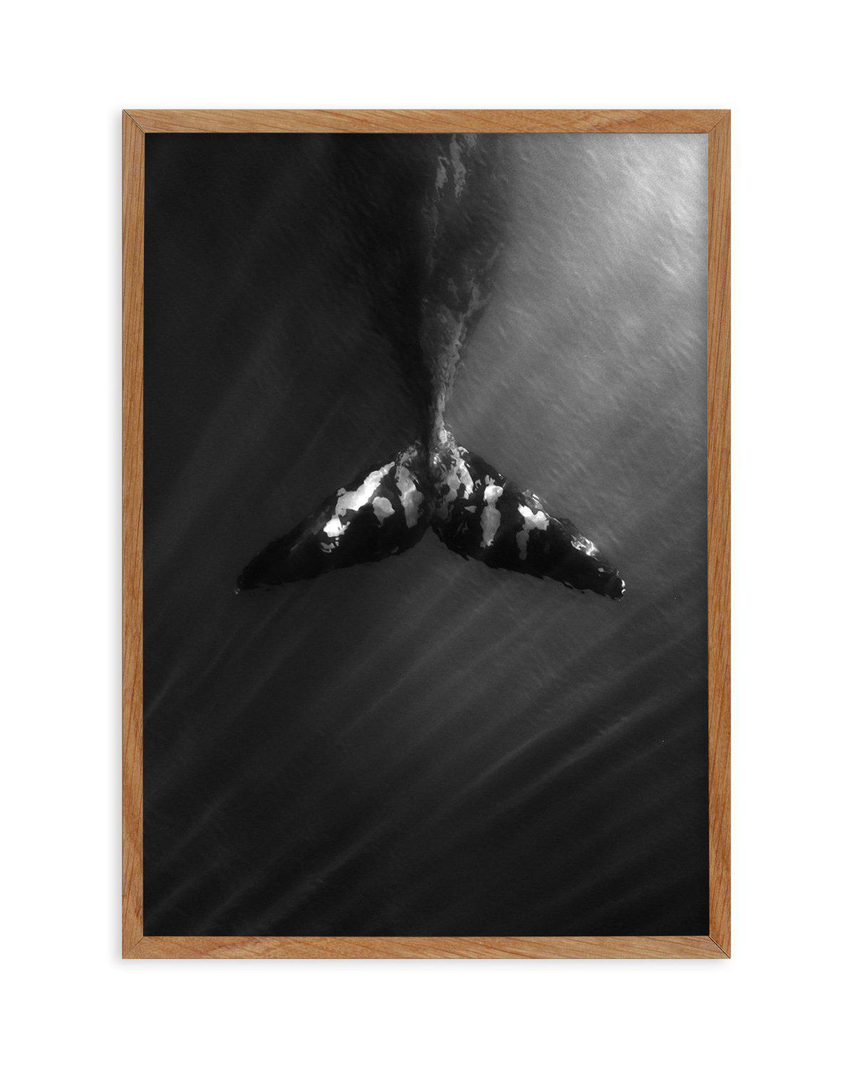 Whale Tail B&W | PT Art Print-PRINT-Olive et Oriel-Olive et Oriel-50x70 cm | 19.6" x 27.5"-Walnut-With White Border-Buy-Australian-Art-Prints-Online-with-Olive-et-Oriel-Your-Artwork-Specialists-Austrailia-Decorate-With-Coastal-Photo-Wall-Art-Prints-From-Our-Beach-House-Artwork-Collection-Fine-Poster-and-Framed-Artwork