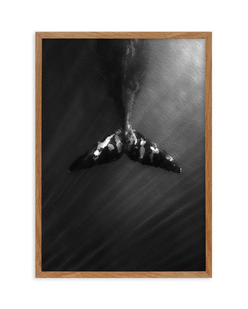 Whale Tail B&W | PT Art Print-PRINT-Olive et Oriel-Olive et Oriel-50x70 cm | 19.6" x 27.5"-Walnut-With White Border-Buy-Australian-Art-Prints-Online-with-Olive-et-Oriel-Your-Artwork-Specialists-Austrailia-Decorate-With-Coastal-Photo-Wall-Art-Prints-From-Our-Beach-House-Artwork-Collection-Fine-Poster-and-Framed-Artwork