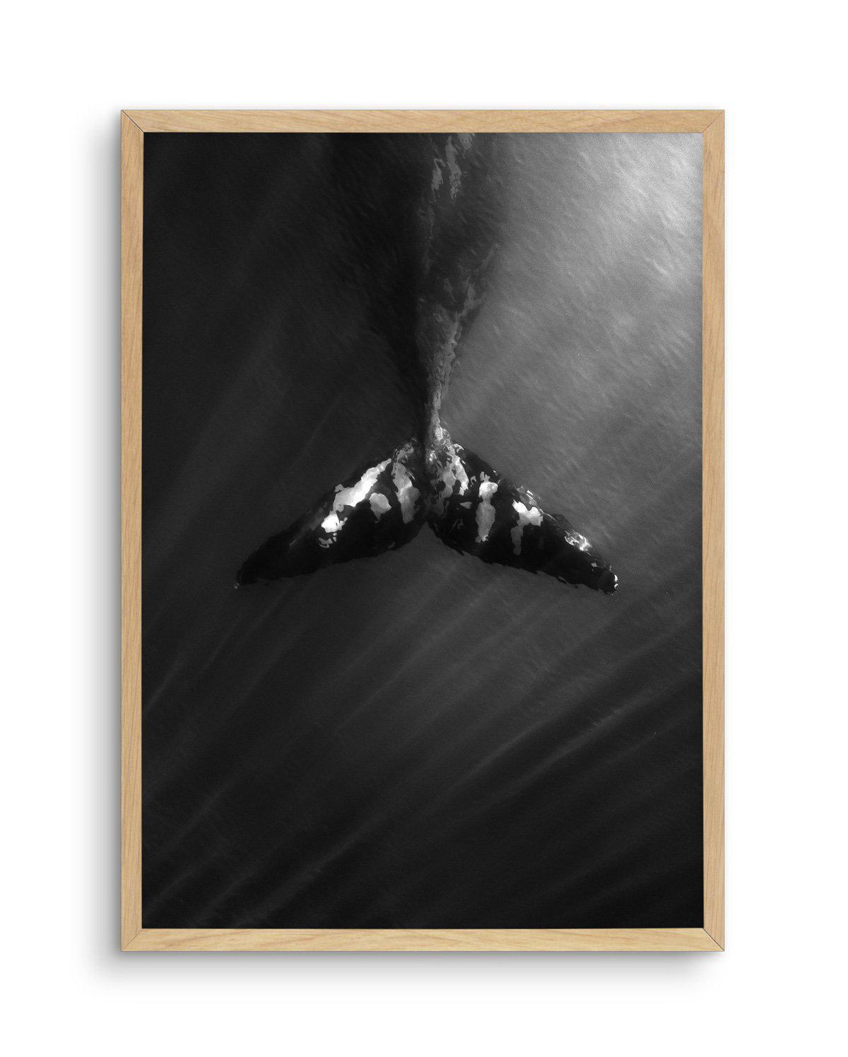 Whale Tail B&W | PT Art Print-PRINT-Olive et Oriel-Olive et Oriel-A5 | 5.8" x 8.3" | 14.8 x 21cm-Oak-With White Border-Buy-Australian-Art-Prints-Online-with-Olive-et-Oriel-Your-Artwork-Specialists-Austrailia-Decorate-With-Coastal-Photo-Wall-Art-Prints-From-Our-Beach-House-Artwork-Collection-Fine-Poster-and-Framed-Artwork