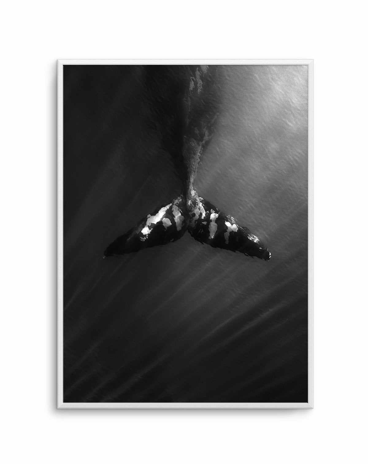 Whale Tail B&W | PT Art Print-PRINT-Olive et Oriel-Olive et Oriel-A5 | 5.8" x 8.3" | 14.8 x 21cm-Unframed Art Print-With White Border-Buy-Australian-Art-Prints-Online-with-Olive-et-Oriel-Your-Artwork-Specialists-Austrailia-Decorate-With-Coastal-Photo-Wall-Art-Prints-From-Our-Beach-House-Artwork-Collection-Fine-Poster-and-Framed-Artwork