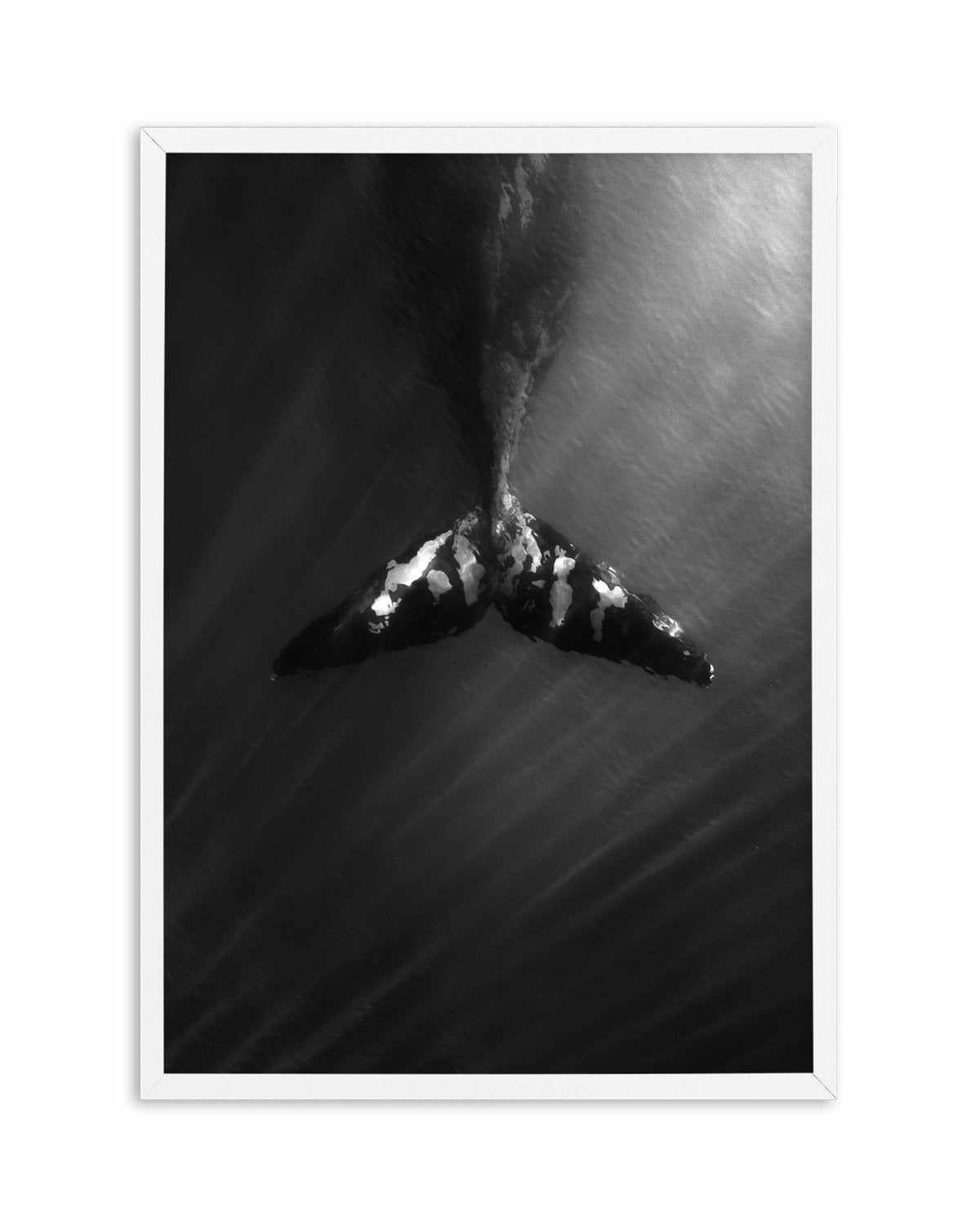 Whale Tail B&W | PT Art Print-PRINT-Olive et Oriel-Olive et Oriel-A5 | 5.8" x 8.3" | 14.8 x 21cm-White-With White Border-Buy-Australian-Art-Prints-Online-with-Olive-et-Oriel-Your-Artwork-Specialists-Austrailia-Decorate-With-Coastal-Photo-Wall-Art-Prints-From-Our-Beach-House-Artwork-Collection-Fine-Poster-and-Framed-Artwork