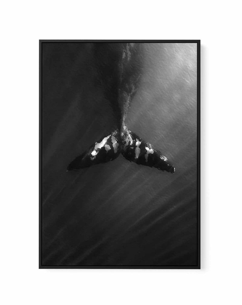 Whale Tail B&W | PT | Framed Canvas-CANVAS-You can shop wall art online with Olive et Oriel for everything from abstract art to fun kids wall art. Our beautiful modern art prints and canvas art are available from large canvas prints to wall art paintings and our proudly Australian artwork collection offers only the highest quality framed large wall art and canvas art Australia - You can buy fashion photography prints or Hampton print posters and paintings on canvas from Olive et Oriel and have t