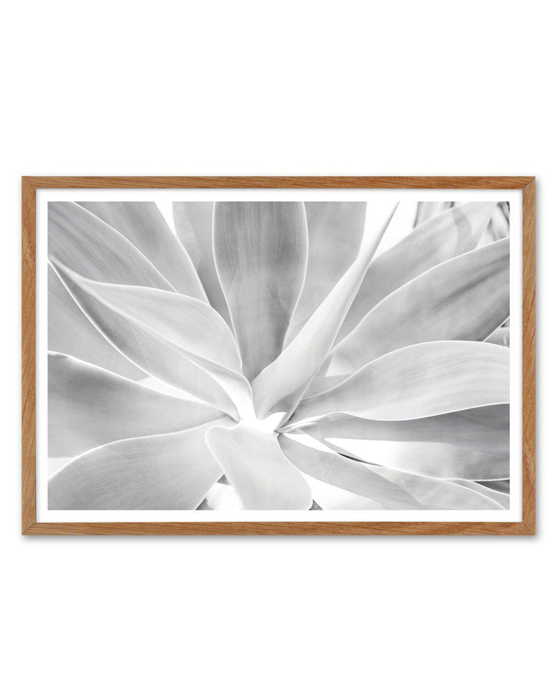 White Agave Art Print-PRINT-Olive et Oriel-Olive et Oriel-50x70 cm | 19.6" x 27.5"-Walnut-With White Border-Buy-Australian-Art-Prints-Online-with-Olive-et-Oriel-Your-Artwork-Specialists-Austrailia-Decorate-With-Coastal-Photo-Wall-Art-Prints-From-Our-Beach-House-Artwork-Collection-Fine-Poster-and-Framed-Artwork