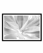 White Agave Art Print-PRINT-Olive et Oriel-Olive et Oriel-A4 | 8.3" x 11.7" | 21 x 29.7cm-Black-With White Border-Buy-Australian-Art-Prints-Online-with-Olive-et-Oriel-Your-Artwork-Specialists-Austrailia-Decorate-With-Coastal-Photo-Wall-Art-Prints-From-Our-Beach-House-Artwork-Collection-Fine-Poster-and-Framed-Artwork