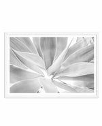 White Agave Art Print-PRINT-Olive et Oriel-Olive et Oriel-A4 | 8.3" x 11.7" | 21 x 29.7cm-White-With White Border-Buy-Australian-Art-Prints-Online-with-Olive-et-Oriel-Your-Artwork-Specialists-Austrailia-Decorate-With-Coastal-Photo-Wall-Art-Prints-From-Our-Beach-House-Artwork-Collection-Fine-Poster-and-Framed-Artwork