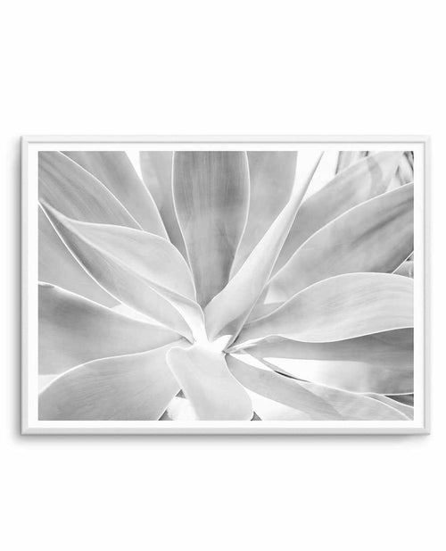 White Agave Art Print-PRINT-Olive et Oriel-Olive et Oriel-A4 | 8.3" x 11.7" | 21 x 29.7cm-Unframed Art Print-With White Border-Buy-Australian-Art-Prints-Online-with-Olive-et-Oriel-Your-Artwork-Specialists-Austrailia-Decorate-With-Coastal-Photo-Wall-Art-Prints-From-Our-Beach-House-Artwork-Collection-Fine-Poster-and-Framed-Artwork