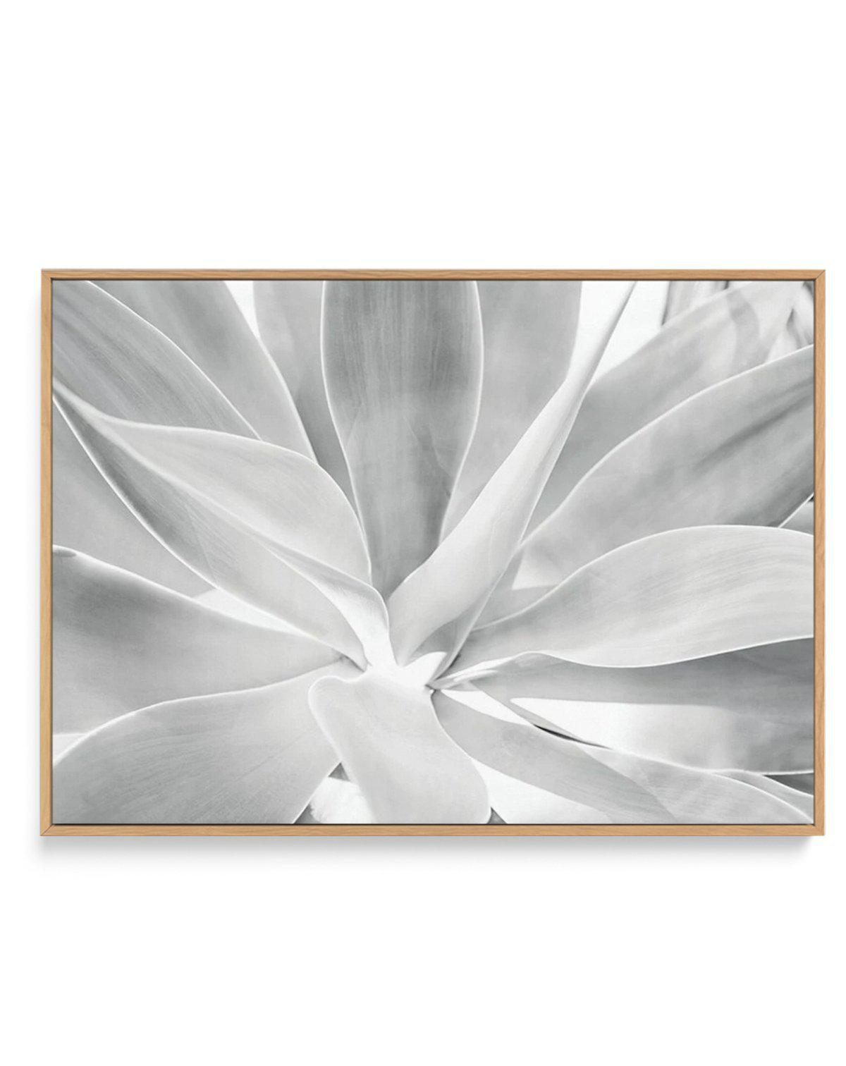 White Agave | Framed Canvas-CANVAS-You can shop wall art online with Olive et Oriel for everything from abstract art to fun kids wall art. Our beautiful modern art prints and canvas art are available from large canvas prints to wall art paintings and our proudly Australian artwork collection offers only the highest quality framed large wall art and canvas art Australia - You can buy fashion photography prints or Hampton print posters and paintings on canvas from Olive et Oriel and have them deli