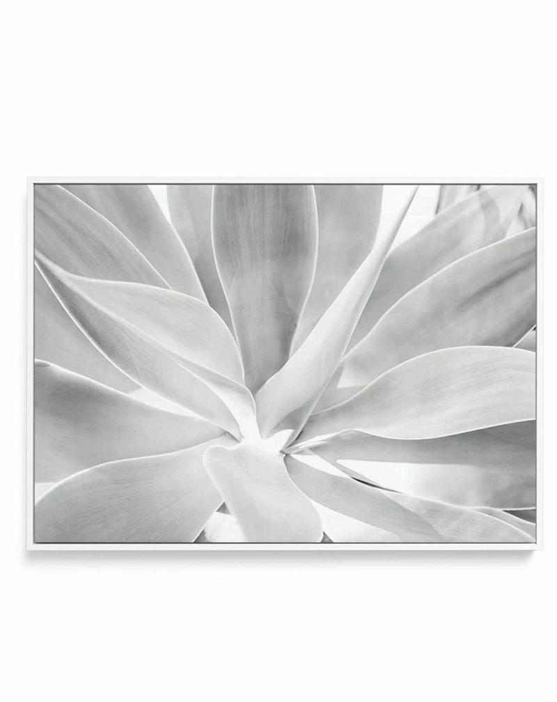 White Agave | Framed Canvas-CANVAS-You can shop wall art online with Olive et Oriel for everything from abstract art to fun kids wall art. Our beautiful modern art prints and canvas art are available from large canvas prints to wall art paintings and our proudly Australian artwork collection offers only the highest quality framed large wall art and canvas art Australia - You can buy fashion photography prints or Hampton print posters and paintings on canvas from Olive et Oriel and have them deli