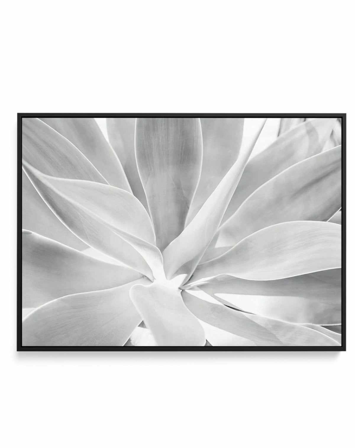 White Agave | Framed Canvas-CANVAS-You can shop wall art online with Olive et Oriel for everything from abstract art to fun kids wall art. Our beautiful modern art prints and canvas art are available from large canvas prints to wall art paintings and our proudly Australian artwork collection offers only the highest quality framed large wall art and canvas art Australia - You can buy fashion photography prints or Hampton print posters and paintings on canvas from Olive et Oriel and have them deli