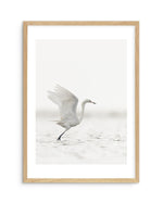 White Bird in Flight Art Print-PRINT-Olive et Oriel-Olive et Oriel-A5 | 5.8" x 8.3" | 14.8 x 21cm-Oak-With White Border-Buy-Australian-Art-Prints-Online-with-Olive-et-Oriel-Your-Artwork-Specialists-Austrailia-Decorate-With-Coastal-Photo-Wall-Art-Prints-From-Our-Beach-House-Artwork-Collection-Fine-Poster-and-Framed-Artwork