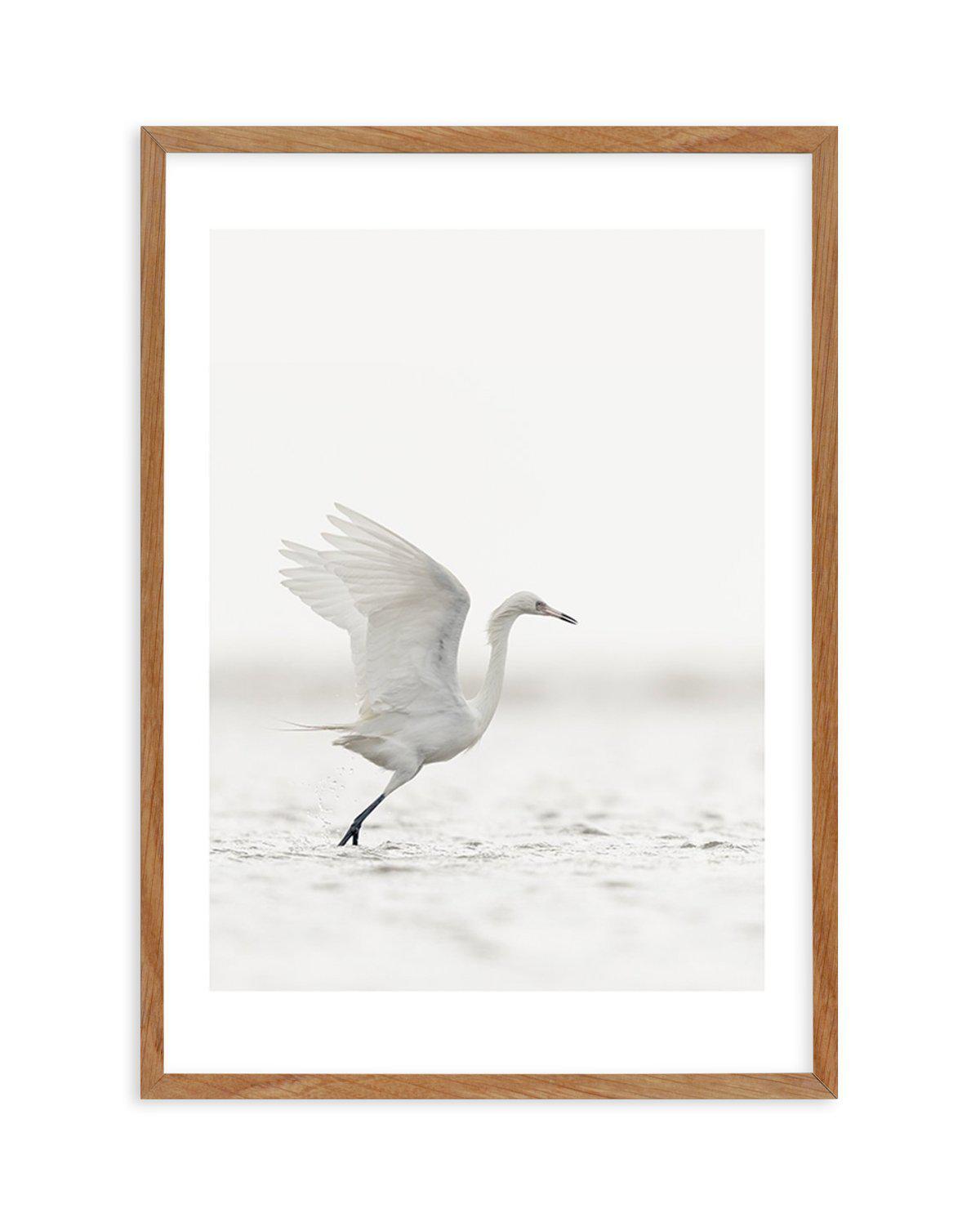 White Bird in Flight Art Print-PRINT-Olive et Oriel-Olive et Oriel-50x70 cm | 19.6" x 27.5"-Walnut-With White Border-Buy-Australian-Art-Prints-Online-with-Olive-et-Oriel-Your-Artwork-Specialists-Austrailia-Decorate-With-Coastal-Photo-Wall-Art-Prints-From-Our-Beach-House-Artwork-Collection-Fine-Poster-and-Framed-Artwork