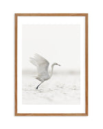White Bird in Flight Art Print-PRINT-Olive et Oriel-Olive et Oriel-50x70 cm | 19.6" x 27.5"-Walnut-With White Border-Buy-Australian-Art-Prints-Online-with-Olive-et-Oriel-Your-Artwork-Specialists-Austrailia-Decorate-With-Coastal-Photo-Wall-Art-Prints-From-Our-Beach-House-Artwork-Collection-Fine-Poster-and-Framed-Artwork