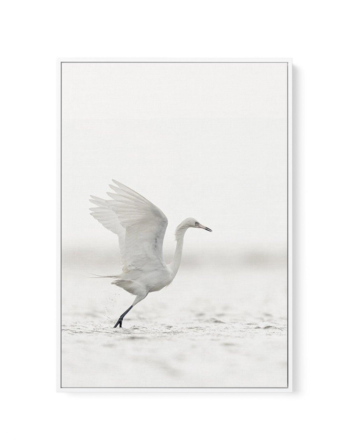 White Bird in Flight | Framed Canvas-CANVAS-You can shop wall art online with Olive et Oriel for everything from abstract art to fun kids wall art. Our beautiful modern art prints and canvas art are available from large canvas prints to wall art paintings and our proudly Australian artwork collection offers only the highest quality framed large wall art and canvas art Australia - You can buy fashion photography prints or Hampton print posters and paintings on canvas from Olive et Oriel and have 