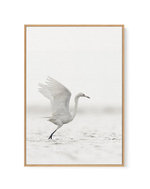 White Bird in Flight | Framed Canvas-CANVAS-You can shop wall art online with Olive et Oriel for everything from abstract art to fun kids wall art. Our beautiful modern art prints and canvas art are available from large canvas prints to wall art paintings and our proudly Australian artwork collection offers only the highest quality framed large wall art and canvas art Australia - You can buy fashion photography prints or Hampton print posters and paintings on canvas from Olive et Oriel and have 
