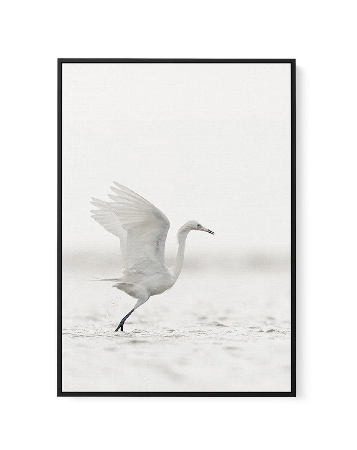 White Bird in Flight | Framed Canvas-CANVAS-You can shop wall art online with Olive et Oriel for everything from abstract art to fun kids wall art. Our beautiful modern art prints and canvas art are available from large canvas prints to wall art paintings and our proudly Australian artwork collection offers only the highest quality framed large wall art and canvas art Australia - You can buy fashion photography prints or Hampton print posters and paintings on canvas from Olive et Oriel and have 