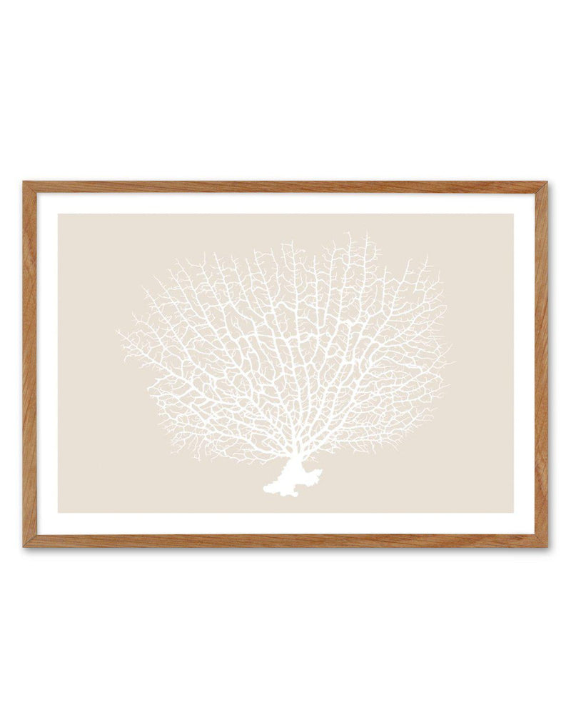 White Coral On Beige Art Print-PRINT-Olive et Oriel-Olive et Oriel-50x70 cm | 19.6" x 27.5"-Walnut-With White Border-Buy-Australian-Art-Prints-Online-with-Olive-et-Oriel-Your-Artwork-Specialists-Austrailia-Decorate-With-Coastal-Photo-Wall-Art-Prints-From-Our-Beach-House-Artwork-Collection-Fine-Poster-and-Framed-Artwork