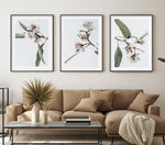 White Eucalyptus I Art Print-PRINT-Olive et Oriel-Olive et Oriel-Buy-Australian-Art-Prints-Online-with-Olive-et-Oriel-Your-Artwork-Specialists-Austrailia-Decorate-With-Coastal-Photo-Wall-Art-Prints-From-Our-Beach-House-Artwork-Collection-Fine-Poster-and-Framed-Artwork