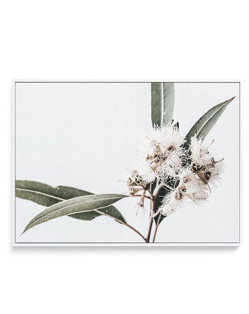 White Eucalyptus II | Framed Canvas-CANVAS-You can shop wall art online with Olive et Oriel for everything from abstract art to fun kids wall art. Our beautiful modern art prints and canvas art are available from large canvas prints to wall art paintings and our proudly Australian artwork collection offers only the highest quality framed large wall art and canvas art Australia - You can buy fashion photography prints or Hampton print posters and paintings on canvas from Olive et Oriel and have t